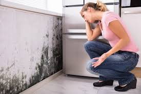 Best Black Mold Removal  in Uniontown, OH